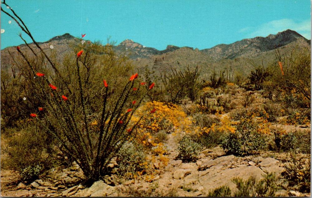Springtime On The Desert Waste Land Called The Desert Vintage Postcard SP10-17